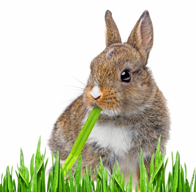 ‘~吃草的兔子图片  ~’ 的图片