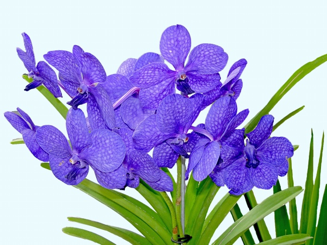 ‘~紫色兰花图片  ~’ 的图片