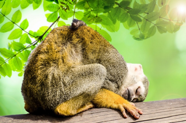 ‘~趴在树上睡觉的猴子图片  ~’ 的图片