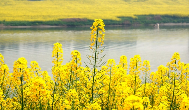 高清油菜花图片