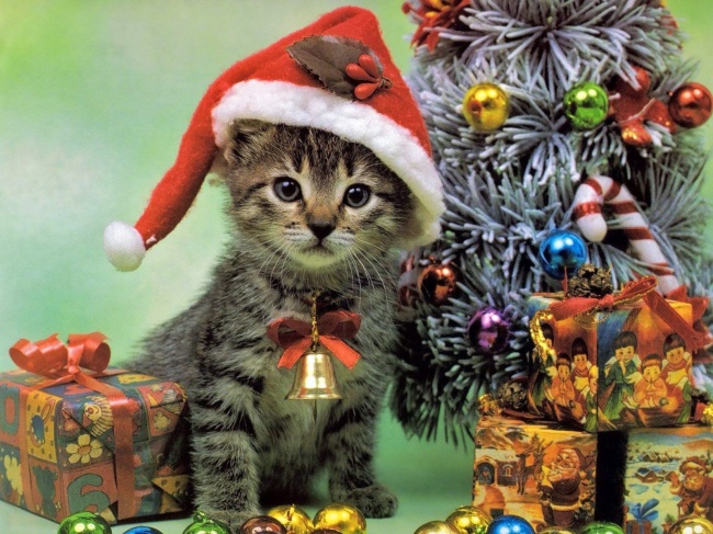 ‘~圣诞小猫咪图片  ~’ 的图片