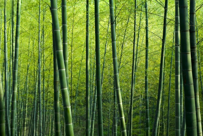 ‘~绿色竹林风景图片  ~’ 的图片