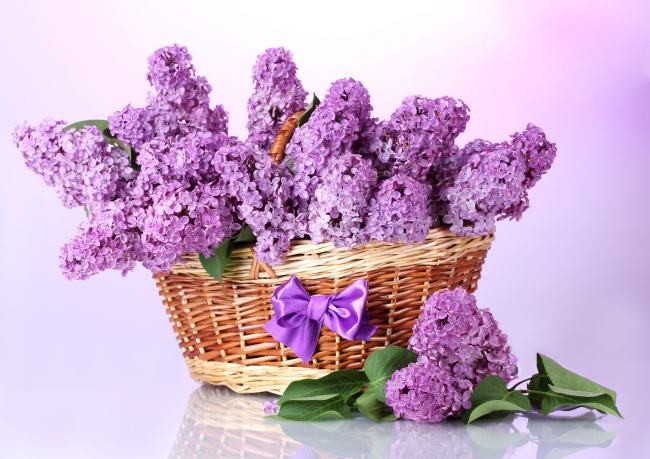 ‘~紫色清新丁香花图片  ~’ 的图片