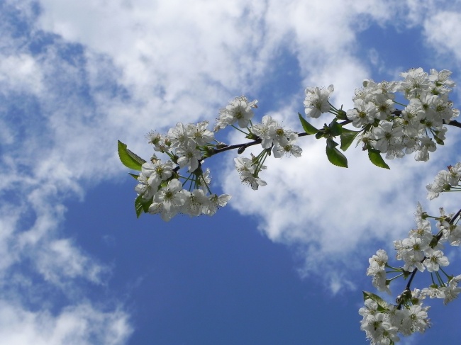 蓝天白云樱花图片