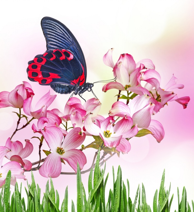 粉色热带花朵蝴蝶图片