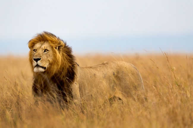 ‘~非洲草原狮子图片  ~’ 的图片