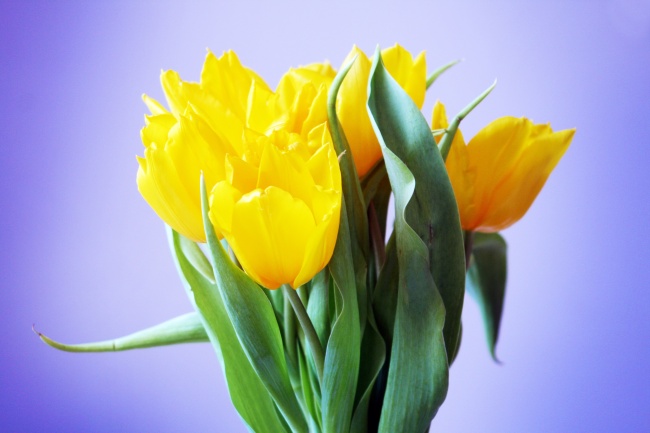‘~黄色郁金香花束图片  ~’ 的图片