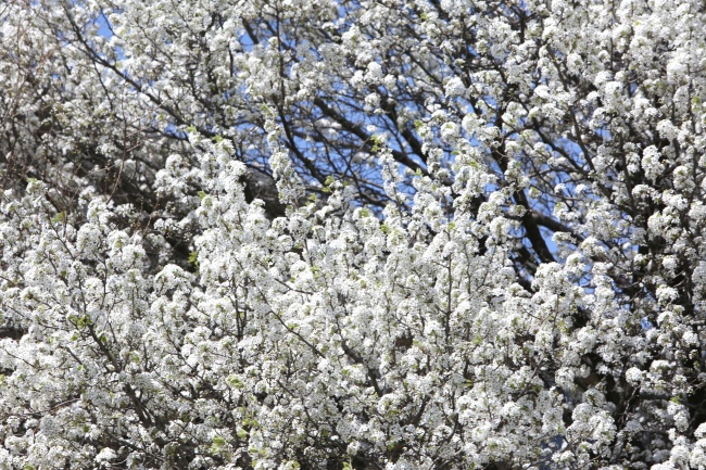 ‘~白色的樱花树图片  ~’ 的图片