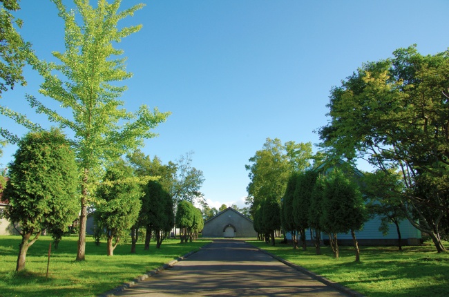 北海道植物园图片