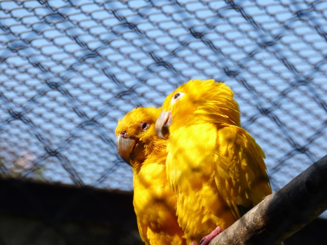 黄色接吻鸟图片