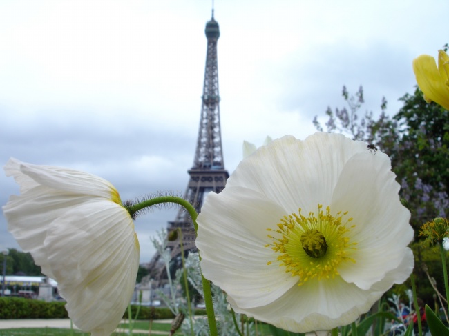 巴黎铁塔前的花朵图片