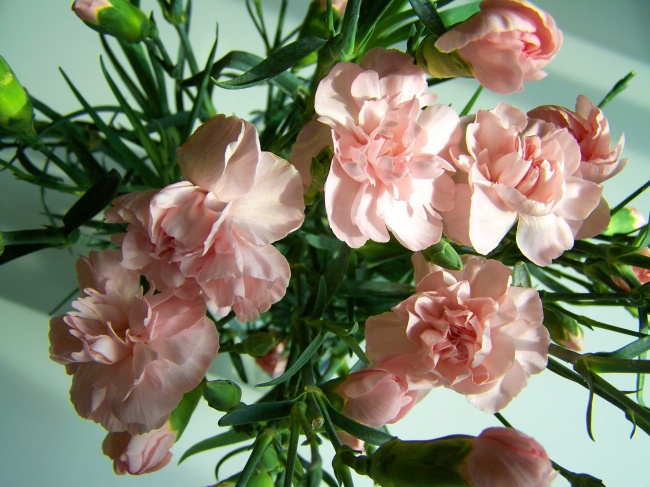 水粉色康乃馨图片