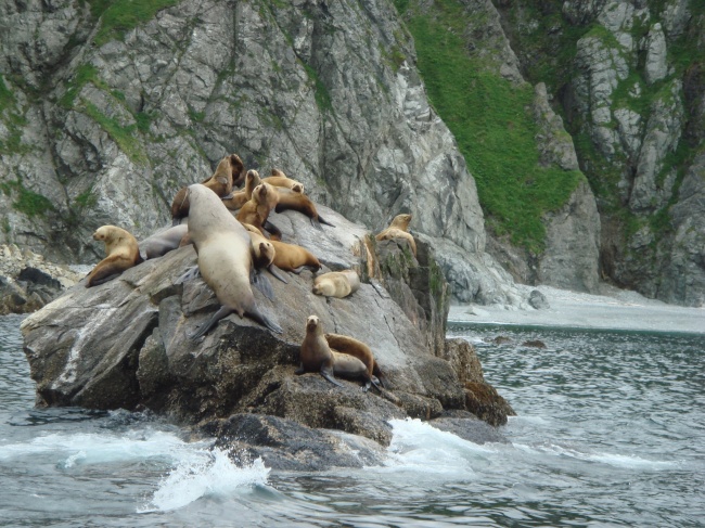 石块上休息的海狮群图片