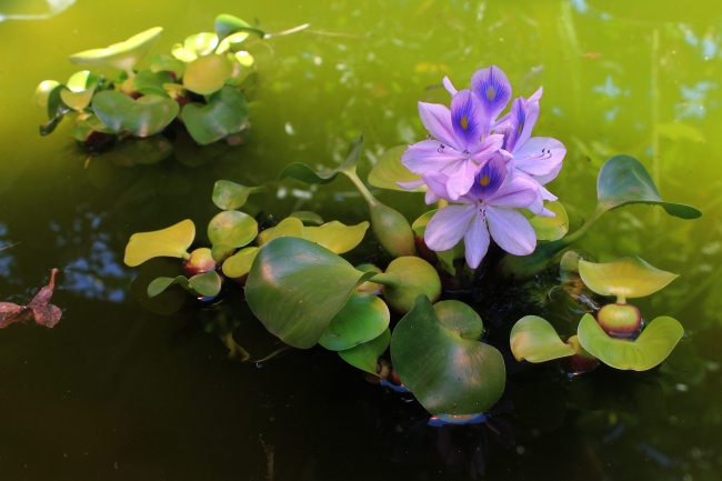 水葫芦开花图片