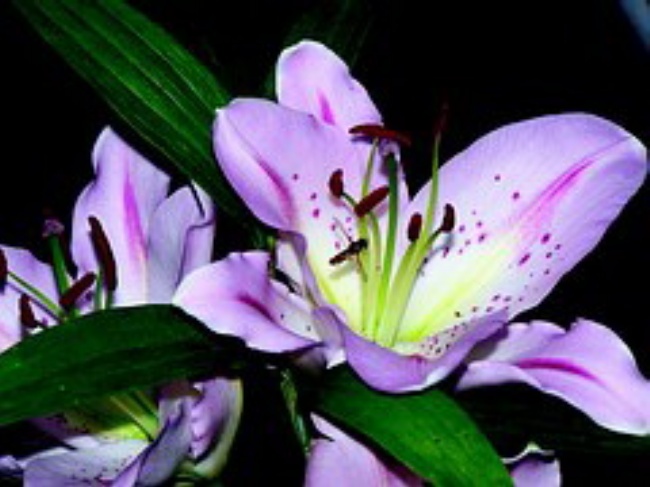 紫色百合花图片