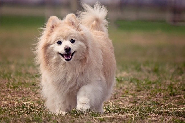 可爱博美犬图片