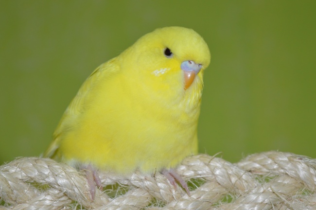 黄色观赏鸟图片