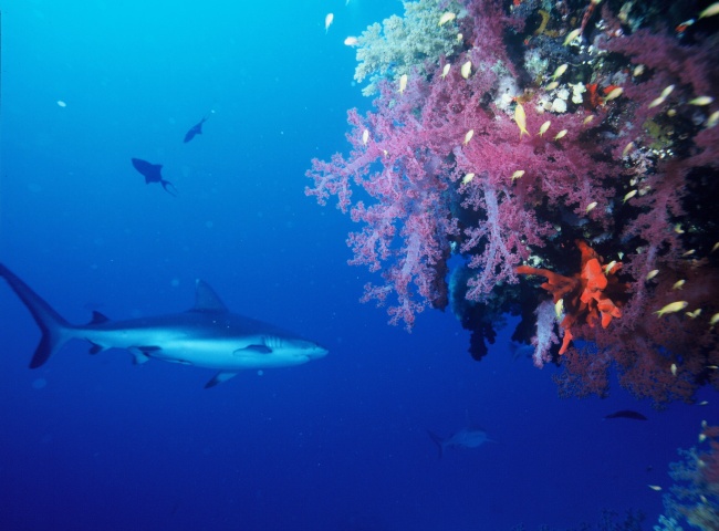 灰礁鲨鱼图片