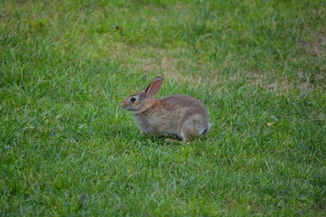 草地小灰兔图片