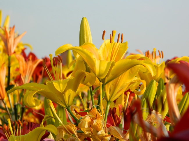 野生百合花丛图片