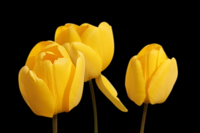 黄色郁金香花苞图片