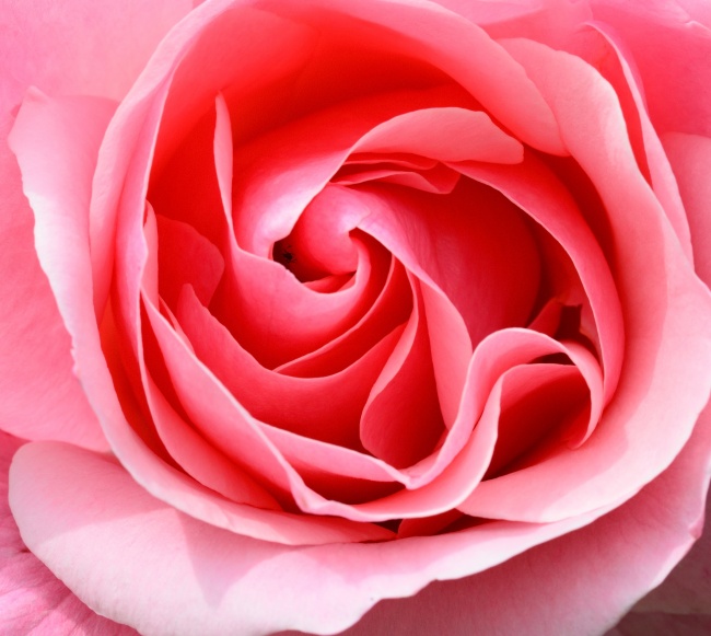 ‘~粉嫩玫瑰花图片  ~’ 的图片