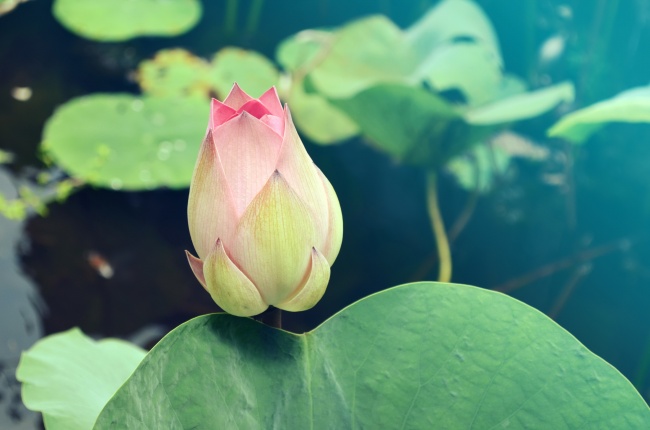 唯美非主流荷花图片