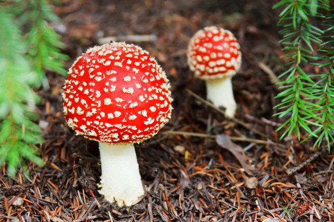 漂亮的毒蘑菇图片