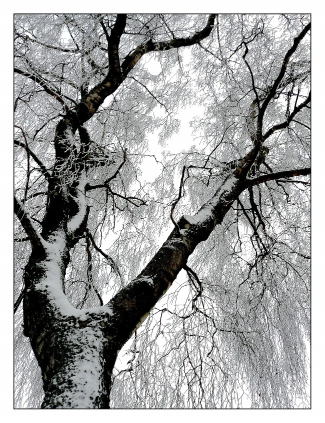 ‘~冬天结冰树木图片  ~’ 的图片