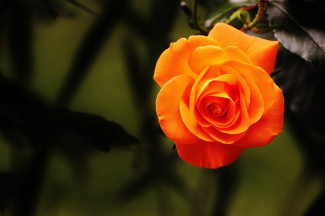橙红色玫瑰花图片