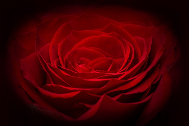 梦幻红玫瑰花图片