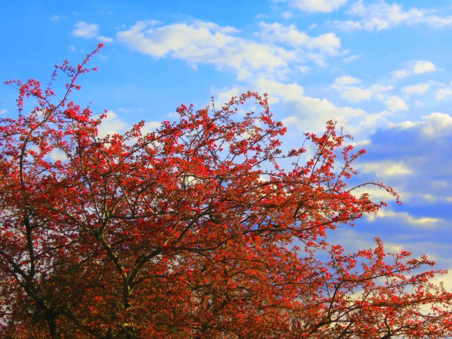 ‘~红色樱花树图片  ~’ 的图片
