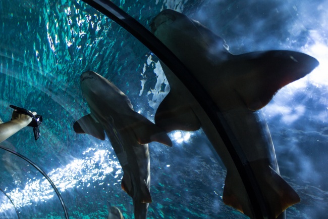 海洋馆鲨鱼图片