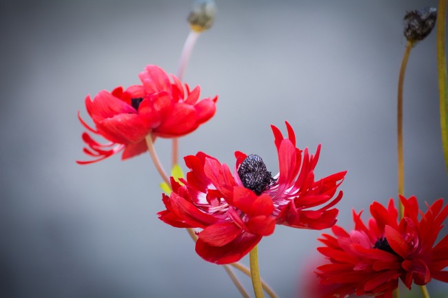 红色海葵花图片