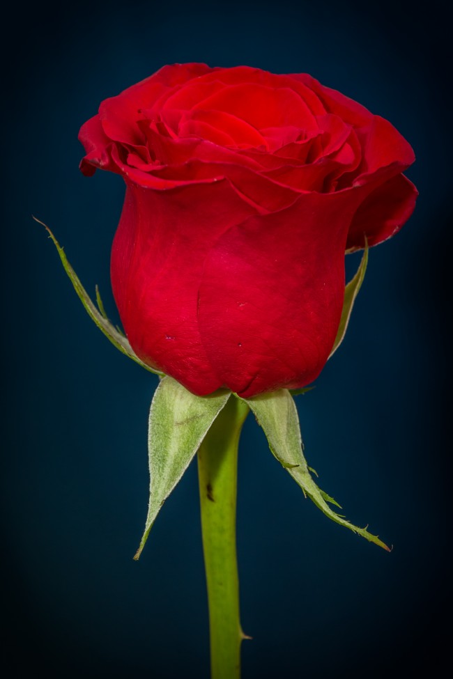 ‘~一支红色玫瑰花图片  ~’ 的图片