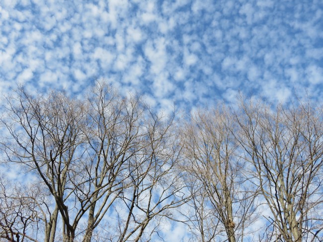 天空白云树木图片