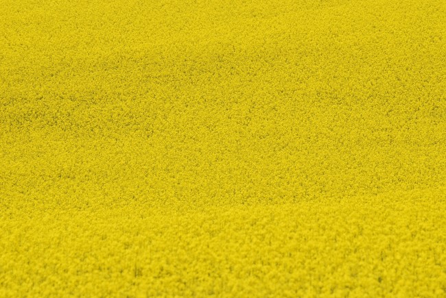 黄色花海背景图片