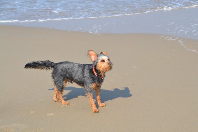 沙滩狗狗图片