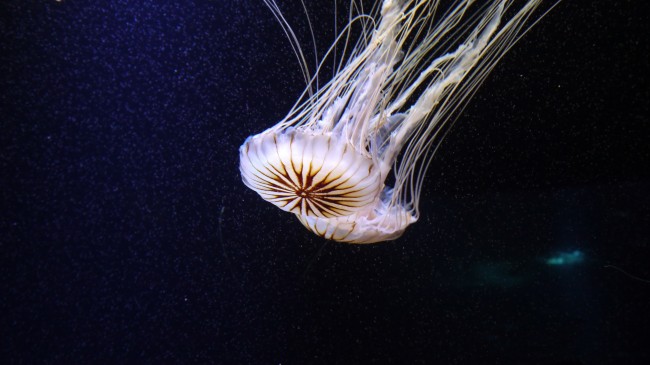 黑星海刺水母的图片