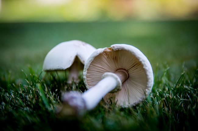 草地白色蘑菇图片