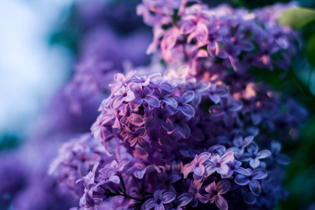 ‘~唯美紫丁香图片  ~’ 的图片