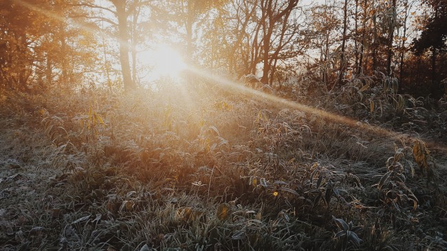 ‘~冬日阳光小树林图片  ~’ 的图片