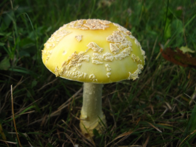 ‘~黄色蘑菇图片  ~’ 的图片