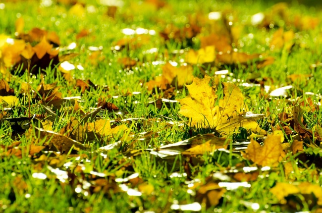秋天草地树叶图片