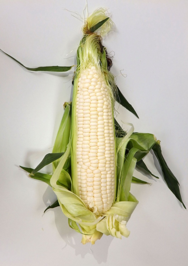 白色玉米图片