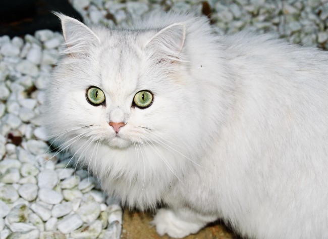雪白色猫咪图片