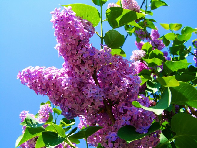 春天紫丁香图片