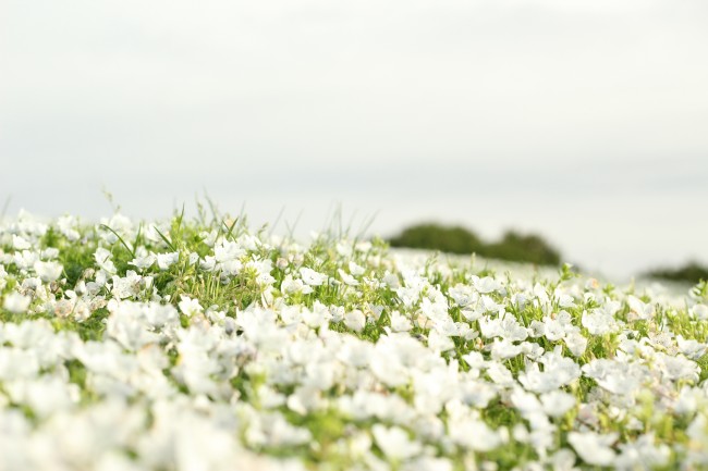 漫山遍野的白花图片