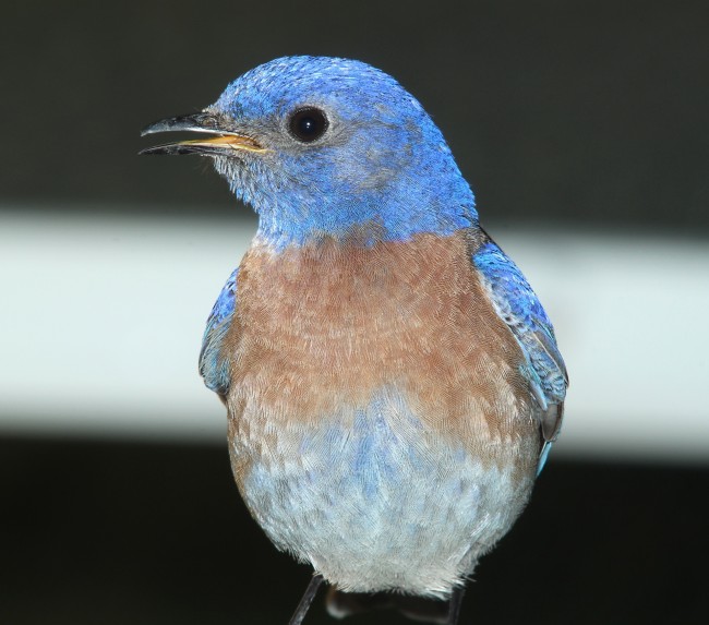 蓝色的鸟图片
