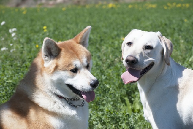 拉布拉多和秋田犬图片